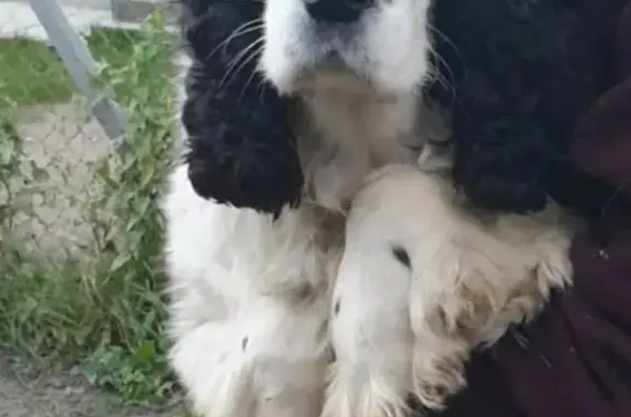 Потерянные животные Калининград, фото: Пропала собака Бося, ул. Аксакова 121, Калининград