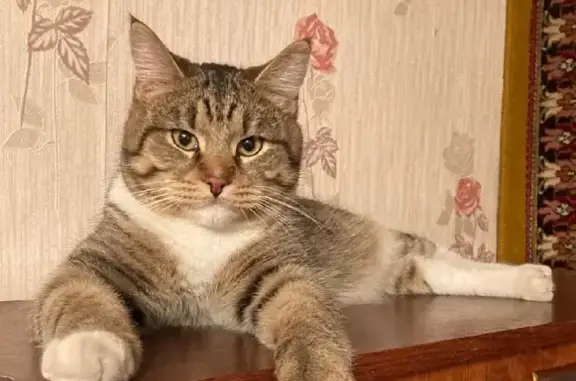 Пропал кот Вася на ул. Пушкина, 36 в Томске