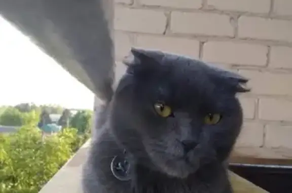 Кошки потеряшки, Армавир, фото: Потеряшка кошка породы Шотландка на ул. Ефремова, 141 в Армавире.