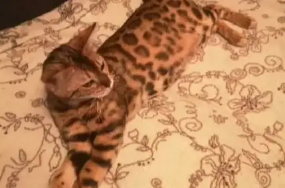 Пропала бенгальская кошка на Мичуриной, 89 в Томске