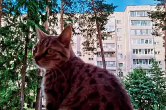 Пропала кошка на улице Дашковой, 7, Кременки