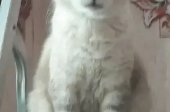 Кошки потеряшки, Ижевск, фото: Потеряшка кот Атос на Песочной ул. 4А, Ижевск