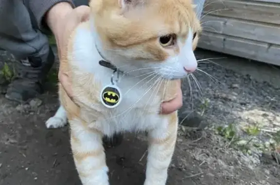 Кошки потеряшки, Бугровское, фото: Потеряшка кошка Рыжик, выборгский район, СПб.