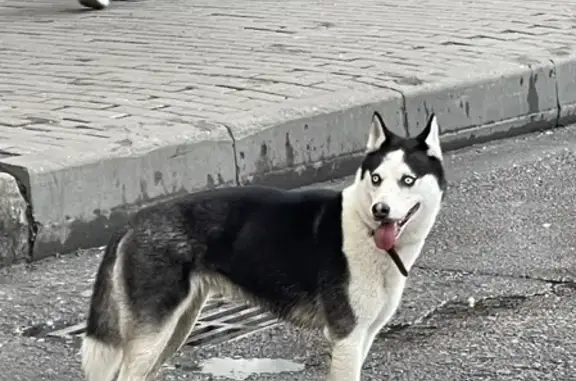 Собака-хаски в красном ошейнике найдена у метро Речной вокзал