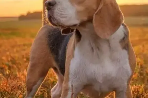 Собаки потеряшки, , фото: Потеряшка Бигль Уилсон в Лоевском районе, помогите вернуть!