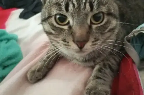 Пропала кошка Котик на ул. Нахимова, 16, Нелидово.