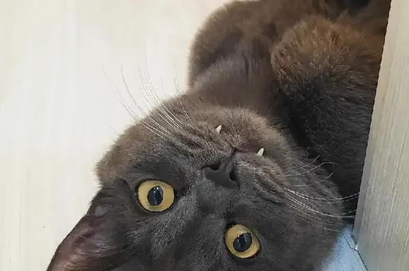 Кошки потеряшки, , фото: Потеряшка кошка на Луговой улице, 7.