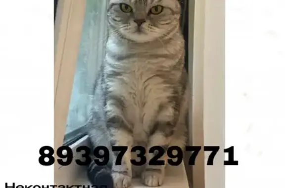 Кошки потеряшки, Казань, фото: Потеряшка кошка ЧИКА, Шотландская порода, адрес: ул. Комарова, 10, Казань