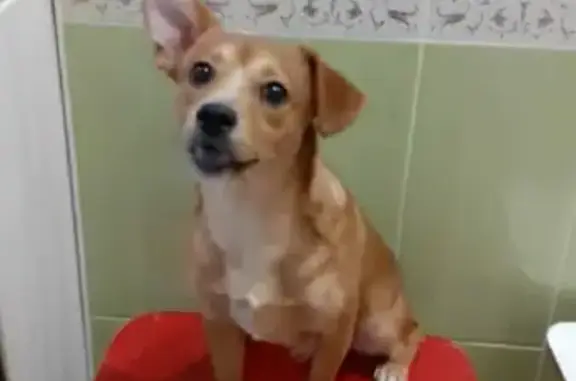 Собаки потеряшки, Воскресенск, фото: Потеряшка собака 