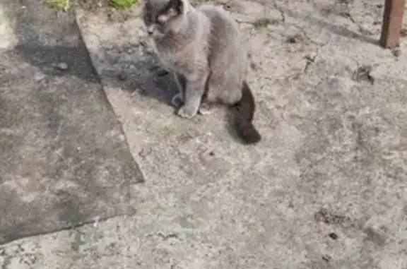 Кошки потеряшки, Захарово, фото: Потеряшка кошка на Центральной улице, Захарово