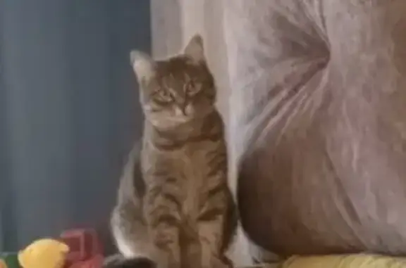 Кошки потеряшки, Павловск, фото: Потеряшка кошка Кеша на ул. Заводской 2, Павловск