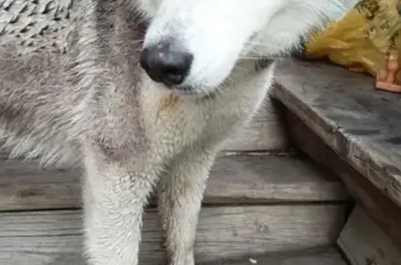 Собака Хаски найдена в Пыркино, Пензенская область