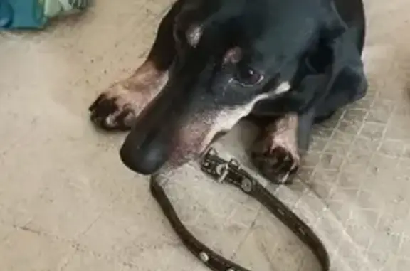 Собака Такса найдена на пр. Комсомольский, 5 в Петрозаводске