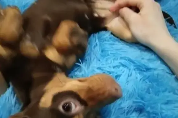 Объявления о пропавших и найденных животных, Тулун, фото: Пропала собака в Тулуне: 18.06.89027655221