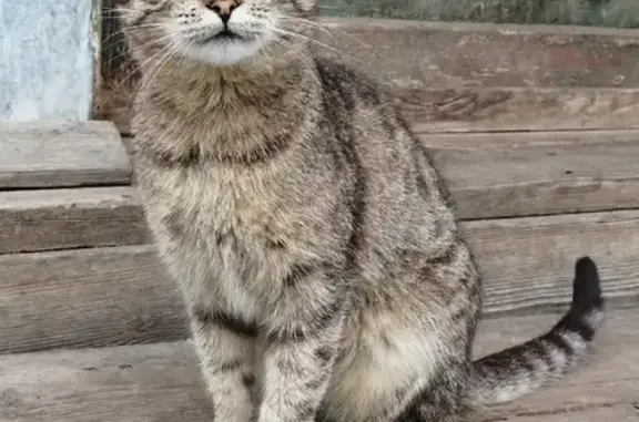 Потерянная кошка Варя на улице Герцена, 8