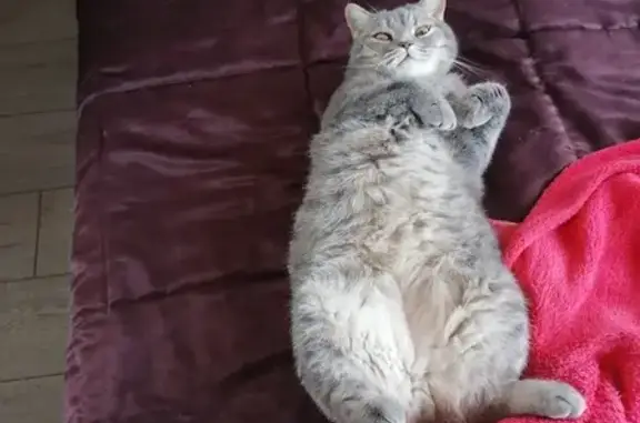 Кошки потеряшки, Армавир, фото: Потеряшка кот Сёма, ул. Степана Разина, 152, Армавир