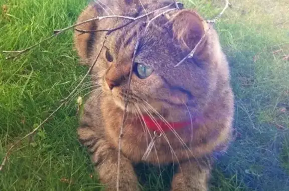 Пропала кошка Британец в СТН Березка, Московская область.