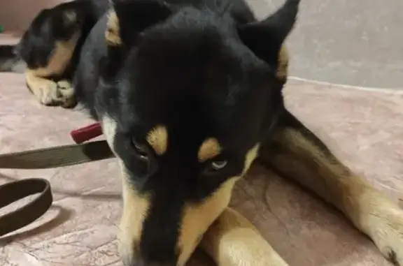 Собака с красным ошейником во дворах Воронежа