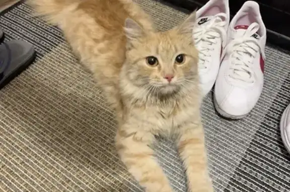 Найдена рыжая кошка на улице Таманской, Краснодар