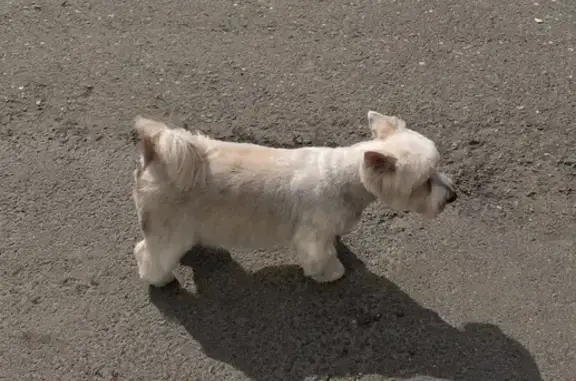 Собаки потеряшки, Томск, фото: Потеряшка собака Барби на улице Смирнова, 30, Томск