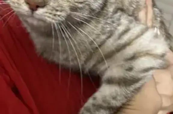 Найдена домашняя кошка на Добровольческой Бригады, 42