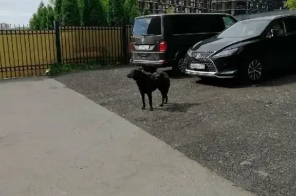 Найдена собака возле БДД МВД России на Поклонной, адрес: Поклонная улица, 11 с1А