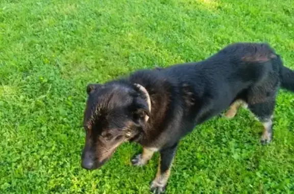 Найдена собака в Калужской обл.: черный самец с ошейником.