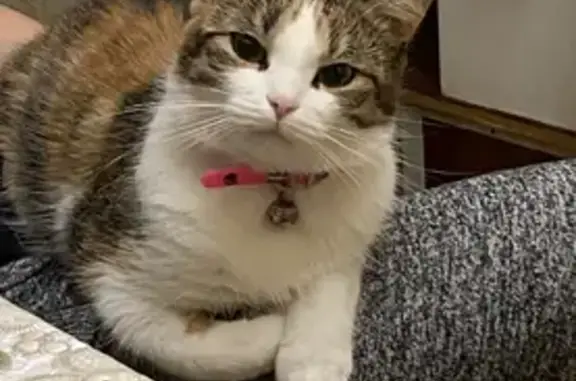 Пропала кошка Рыса, Чичерина 62в, Тамбов.