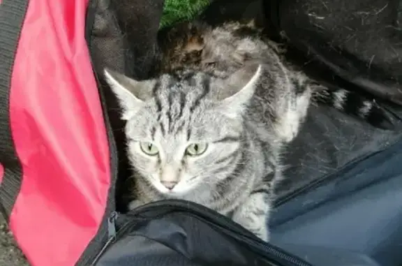 Найден молодой кот на Билимбаевской, ищем старых хозяев