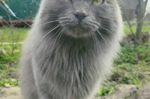 Пропала кошка Жуля в Кибирево, ул. Погодина, 105
