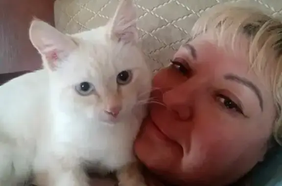 Кошки потеряшки, Томск, фото: Потеряшка кошка с ошейником в Родионово, Томская обл.