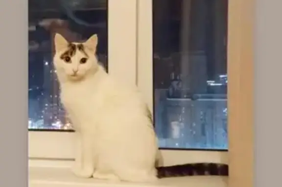 Кошки потеряшки, Ижевск, фото: Потеряшка кошка Сахар, Ижевск, Удмуртская улица, 251А