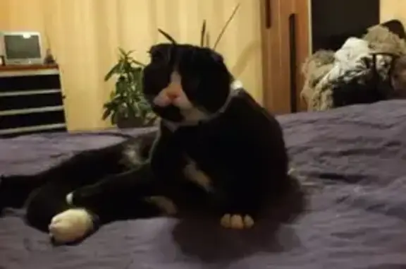 Кошки потеряшки, Карповка, фото: Потеряшка кот в Карповке, Забайкальский край