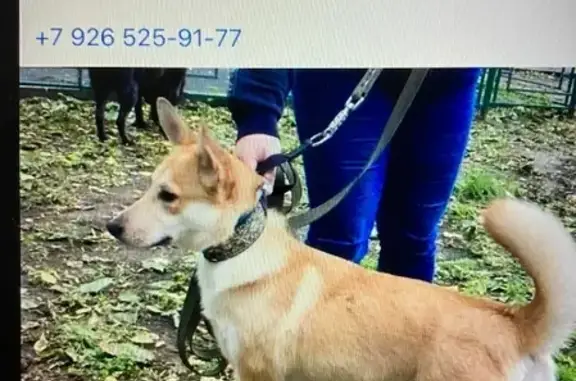 Найдена беспородная собака на Шипиловской улице, Москва.