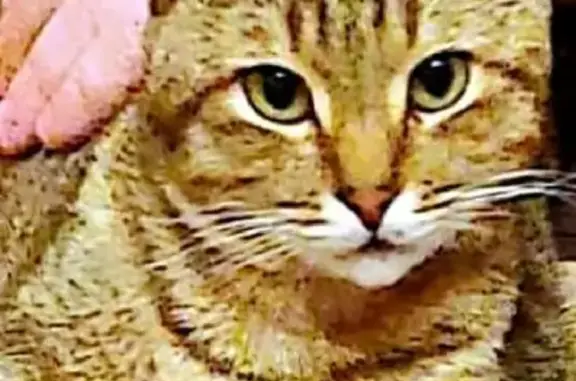 Кошки потеряшки, Малиново, фото: Потеряшка кот Тишка в Малиновке, Удмуртская Республика