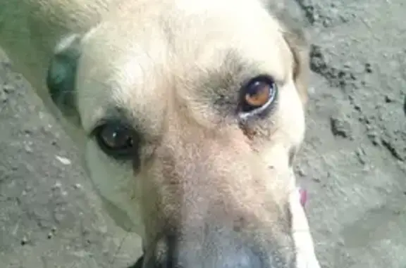 Пропала собака на улице Степной, 28 (Шадринск)