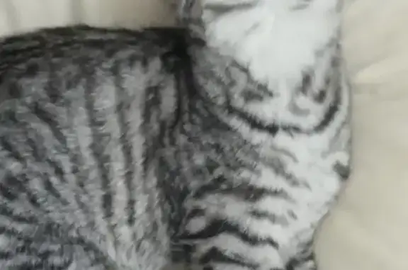 Потерянные животные Старый Оскол, фото: Пропала кошка Марсель в Stary Oskol