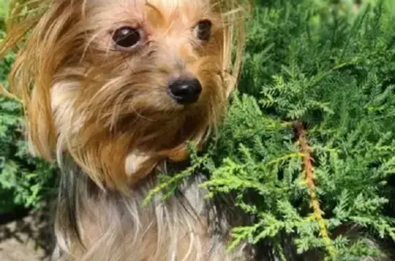 Пропала собака Моня в Ставрополе