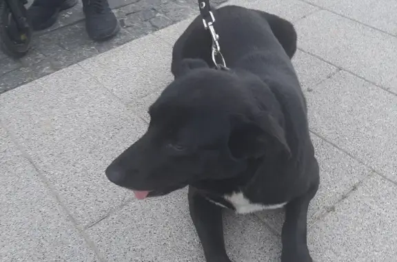 Найдена собака на Пенягинской, Москва