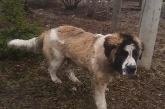 Собаки потеряшки, , фото: Потеряшка собака на ул. Строителей, 1 в Чирково