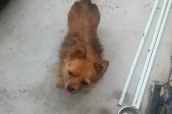 Найдена рыжая собака на Севастопольской, 1А в Симферополе