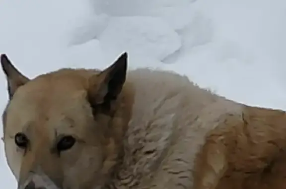 Пропала собака «Тайсен» в Донаурово, Кировская область