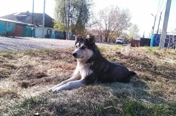 Пропала собака Метис на улице Березина, Красноярск