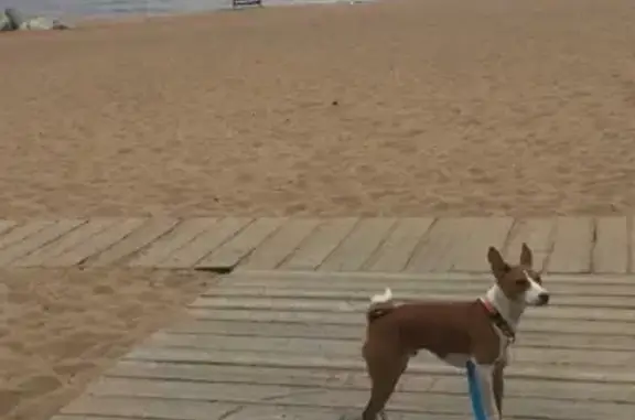 Пропала собака Хантер с пляжа Ладожского озера