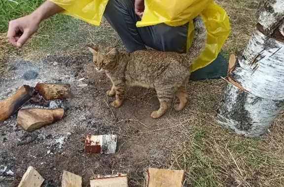 Найден кошак в Пестовской гавани, Московская область