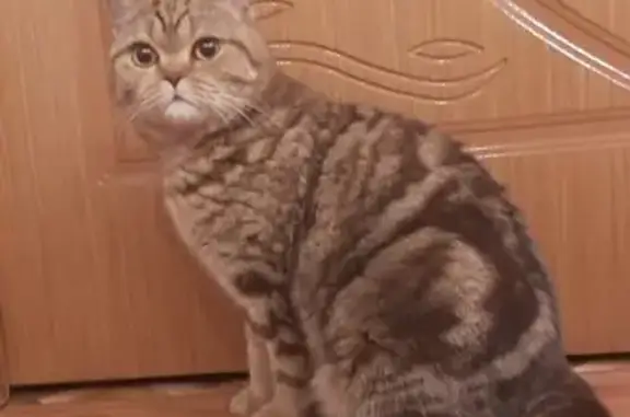 Потерянные животные Куйбышев, фото: Пропала кошка Белли в Куйбышеве, Волгоградская область