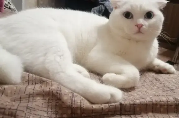 Пропала белая кошка Шотландец в Копейске, Челябинская область