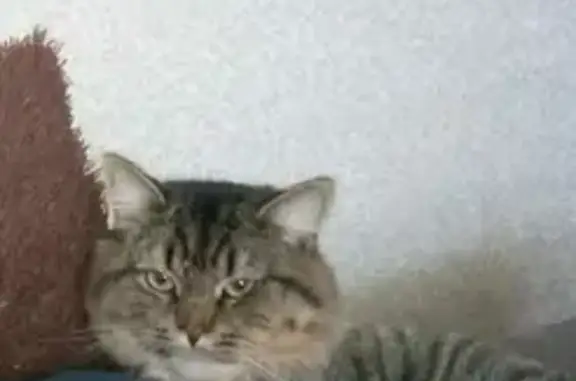 Пропала кошка Тиша в СНТ Заливное, Салават