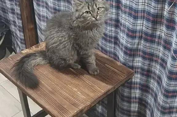 Кошки потеряшки, Надеждино, фото: Потеряшка кот Вася в Надеждино, возраст 1 год, серый окрас