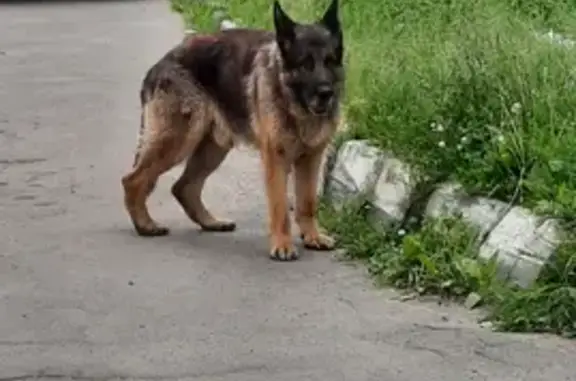 Найдена собака с повреждением уха в Московской области